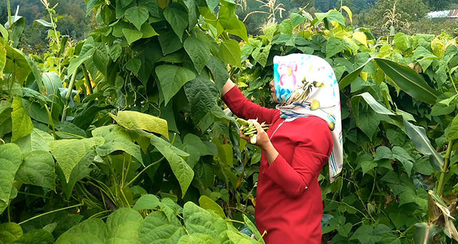 Bu fasulye pazara inmeden satılıyor