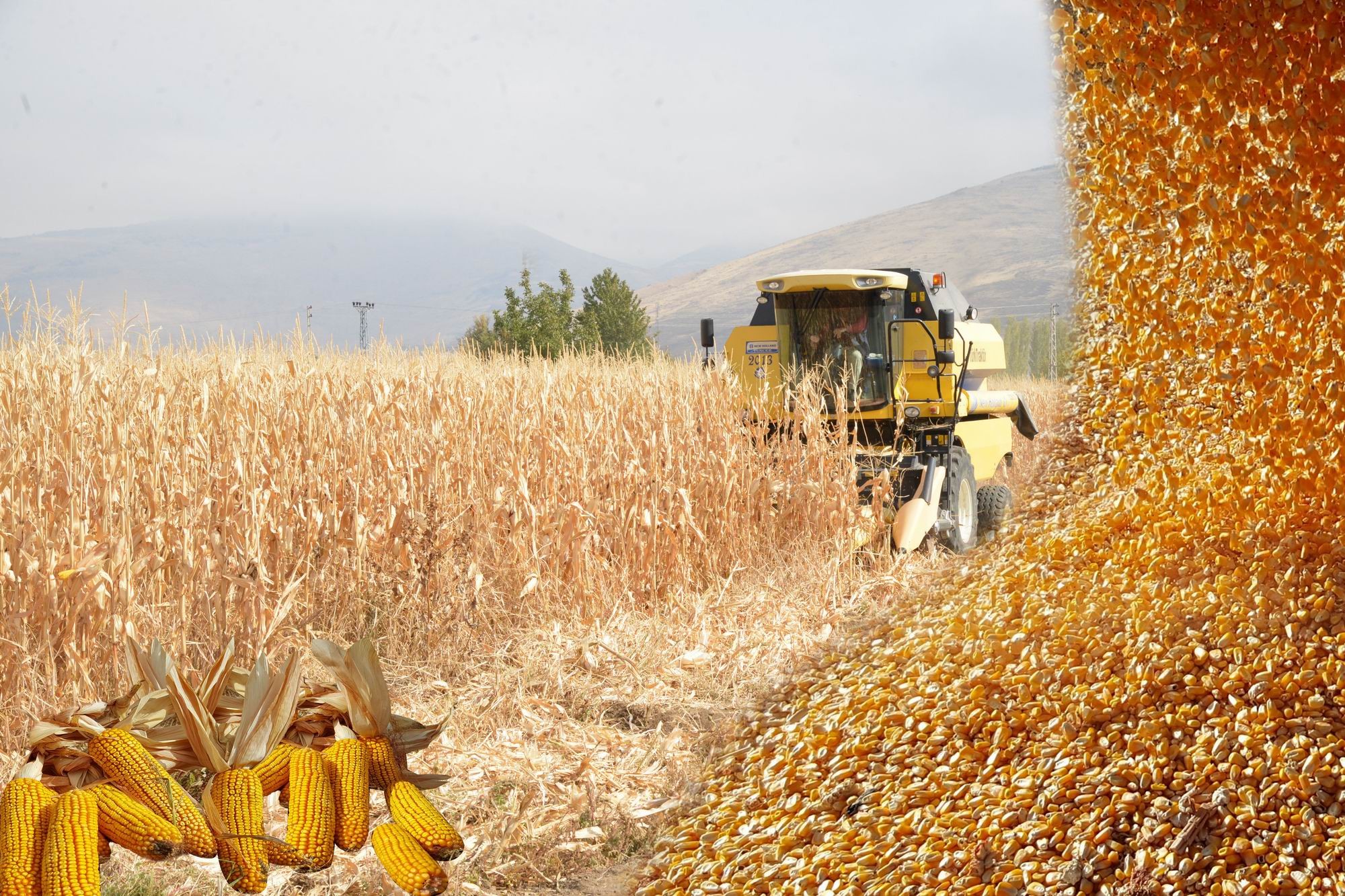 Danelik mısıra altın gibi fiyat 