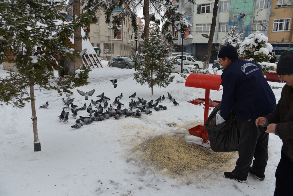 Melikgazi’den sokak hayvanları ve kuşlara gıda desteği