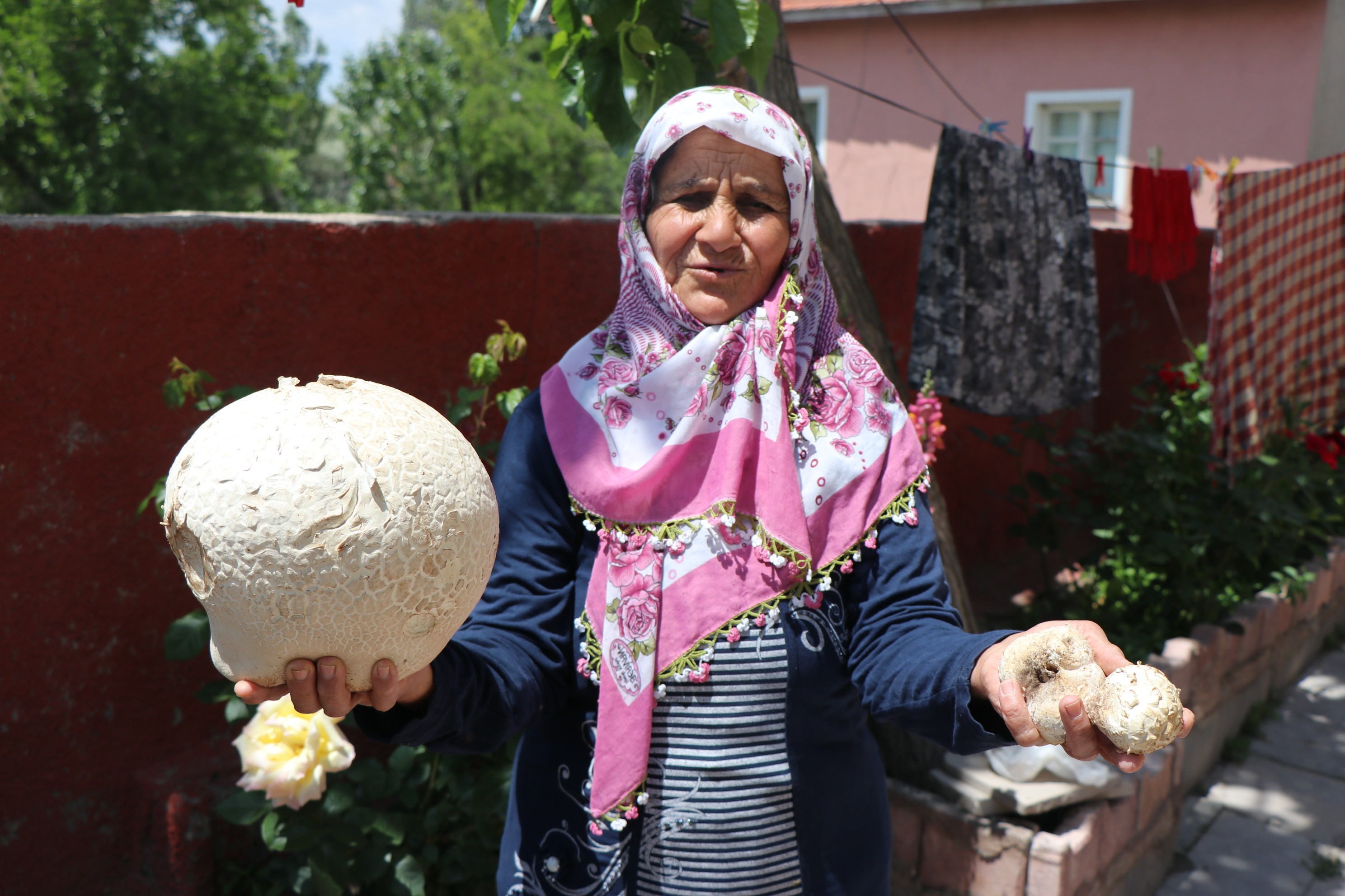 Mahallelileri şaşırtan mantar