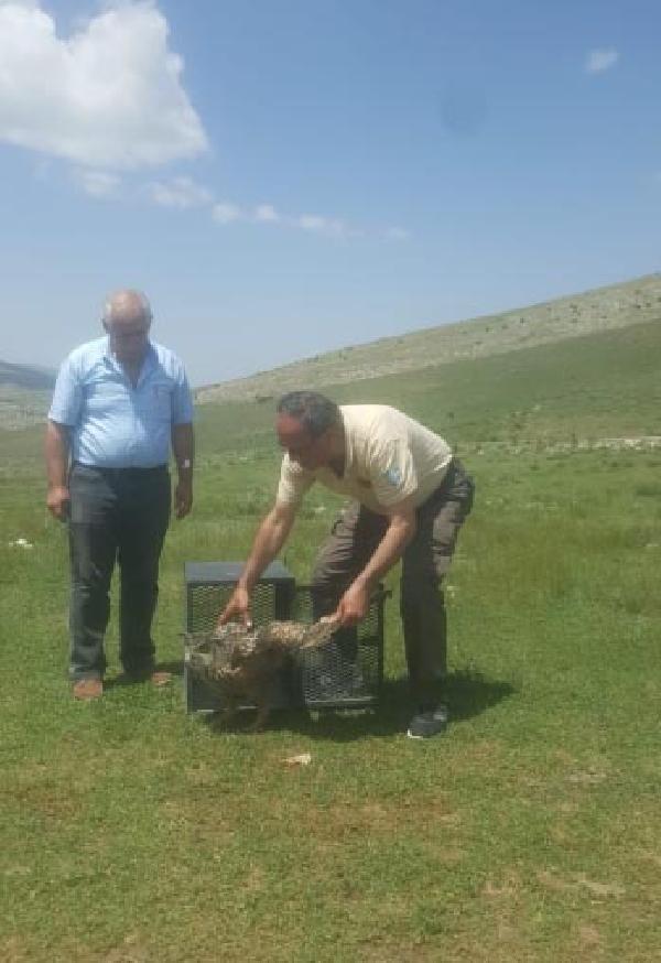 Tedavileri tamamlanan kuşlar doğaya bırakıldı