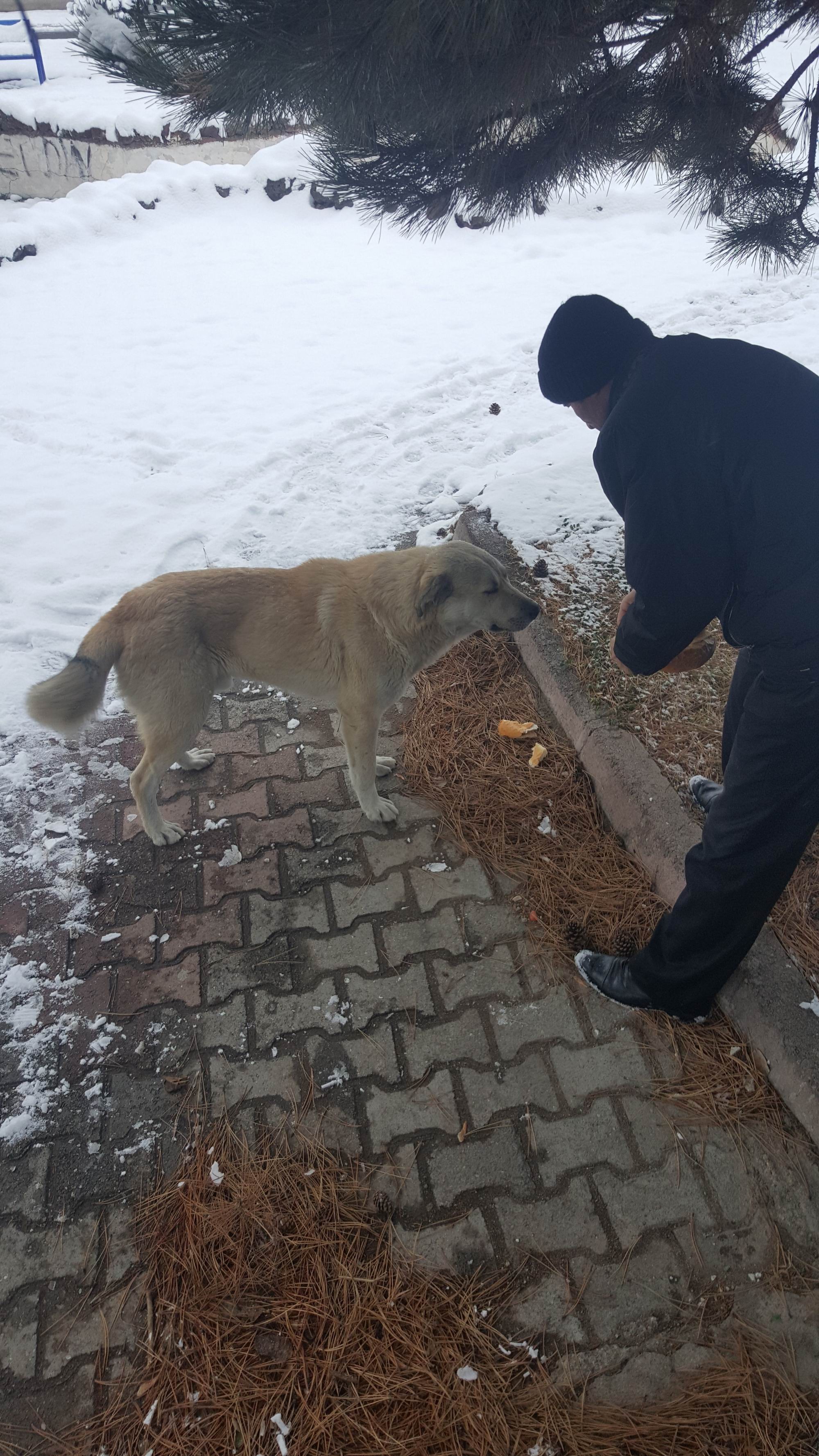 Develi Belediyesi hayvanları sahipsiz bırakmadı