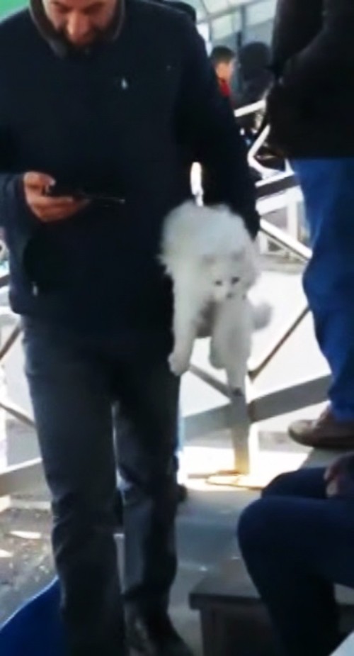 (Özel) Sahibine ulaşmak isteyen kedi sahanın içine girdi