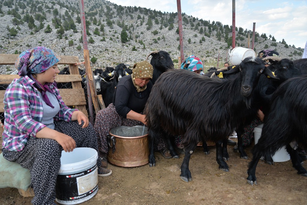 Selanik göçmeni aile yaylada besicilik yaparak geçiniyor