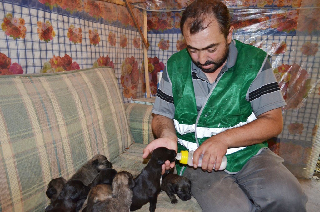 Anneleri ölen yavru köpeklere belediye işçisi sahip çıktı