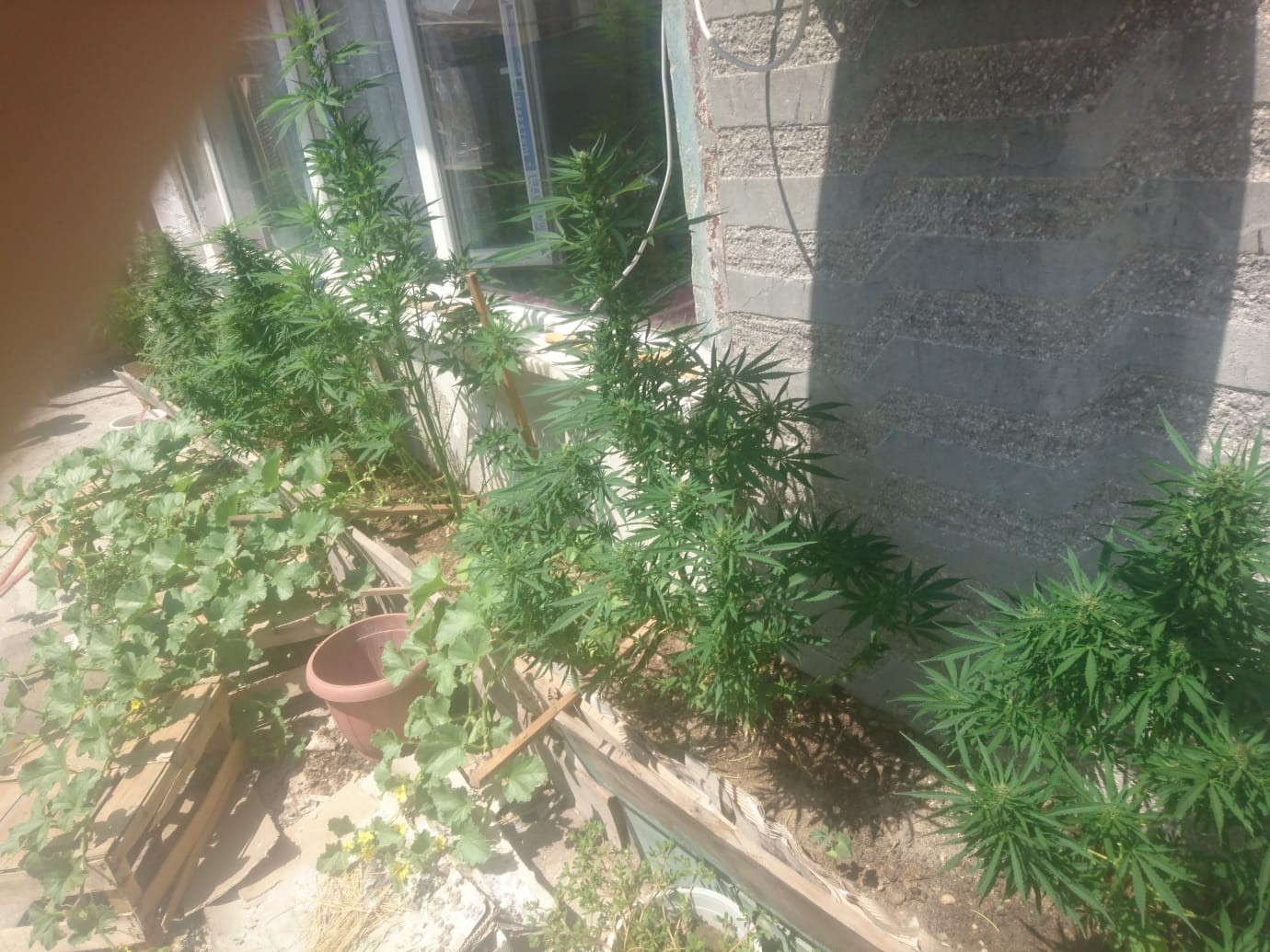 Balkonda Hint Keneviri Yetiştirdiği Ortaya Çıktı