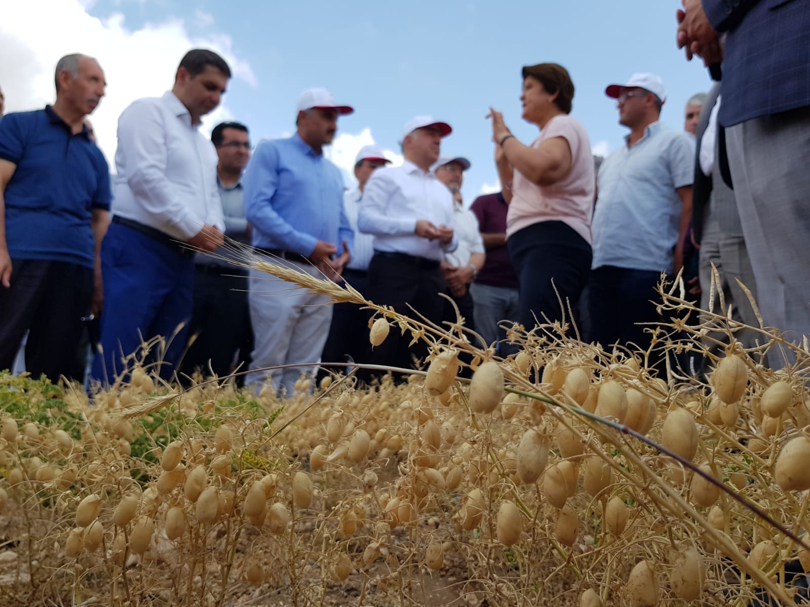 Develi’de Tarla Gününde Nohut Çeşitleri Tanıtıldı