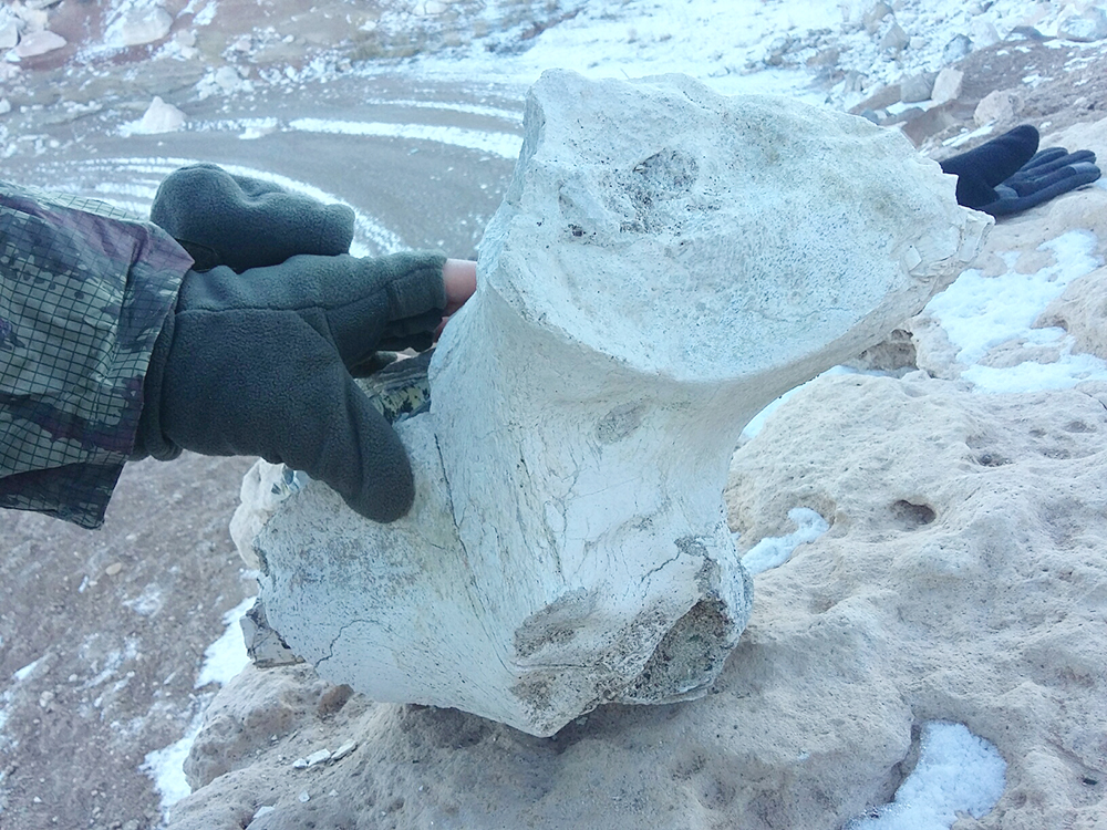 Dünyada İlk Kez Tek Parça Halinde ‘Choerolophodon’ Fosili Bulundu