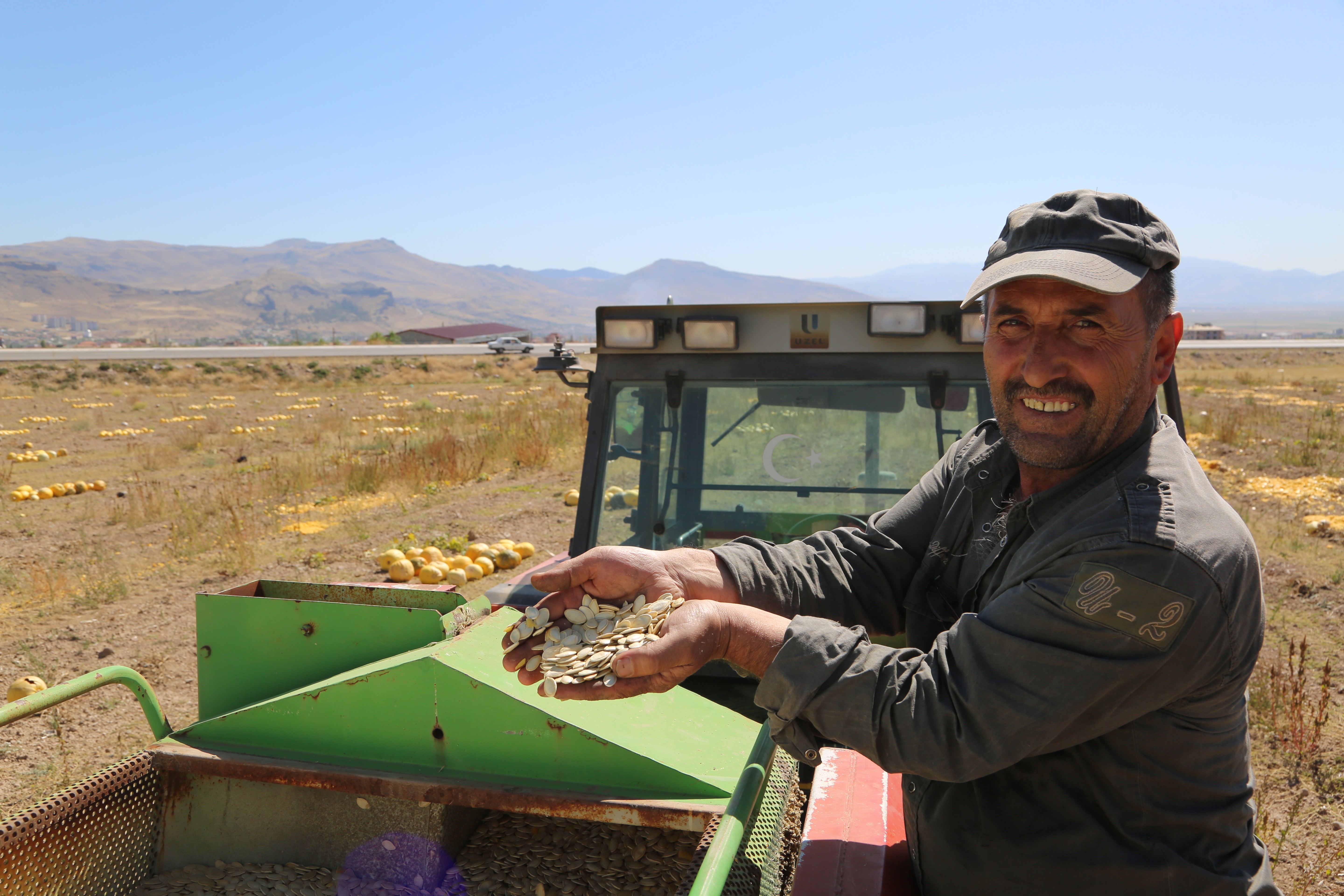 Develi’de Kabak Çekirdeği Hasadına Başlandı