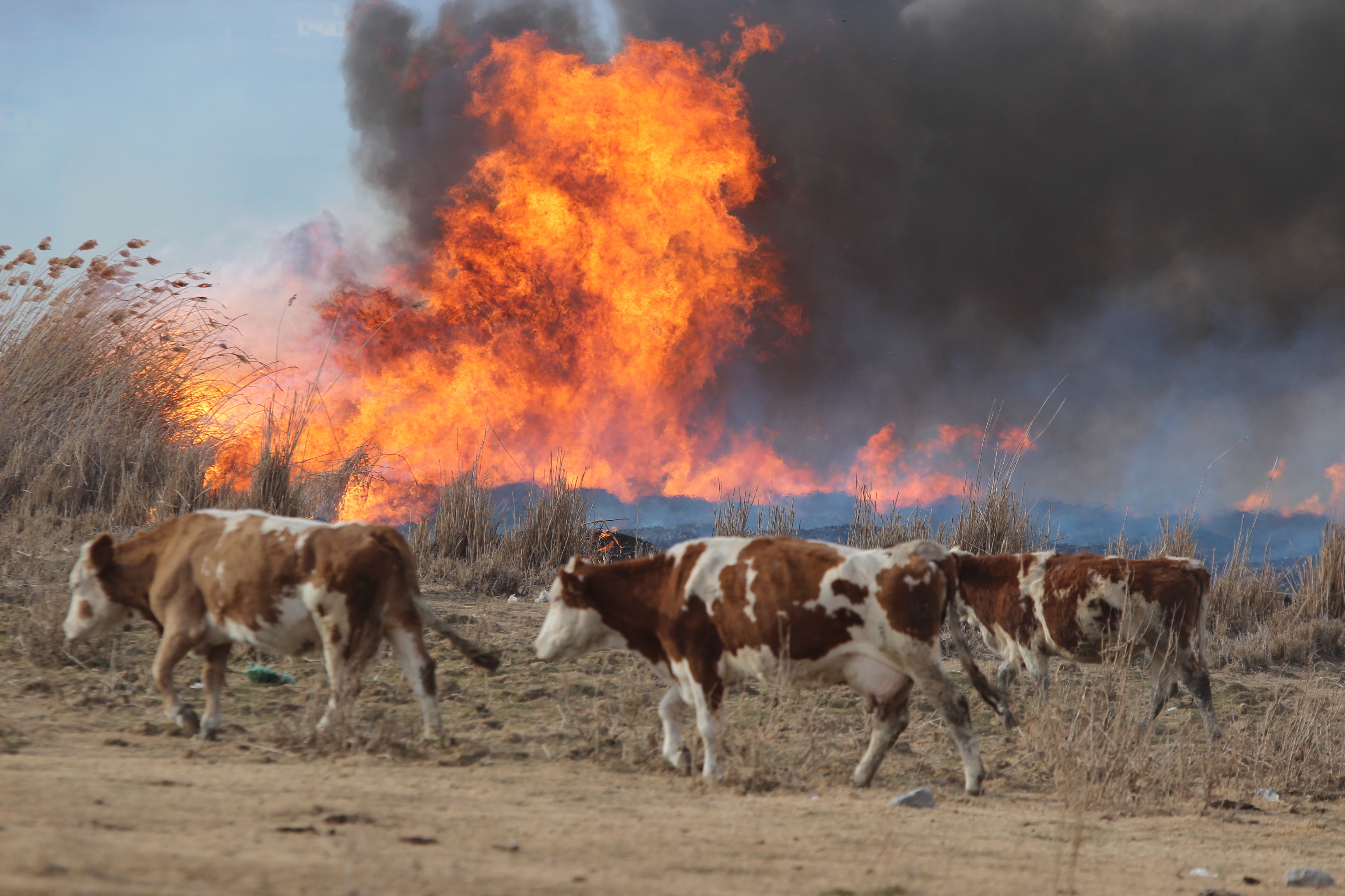 ENGİR GÖLÜ KÜL OLDU