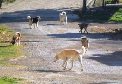 ERKİLET’İN SAHİPSİZ KÖPEKLERLE BAŞI DERTTE