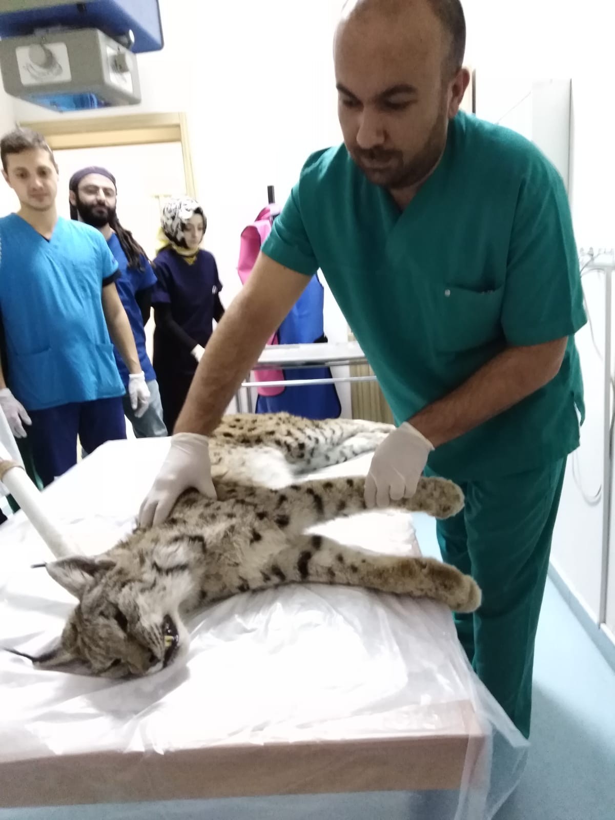 Omuriliğinde saçma taneleri bulunan vaşak hayata tutunamadı