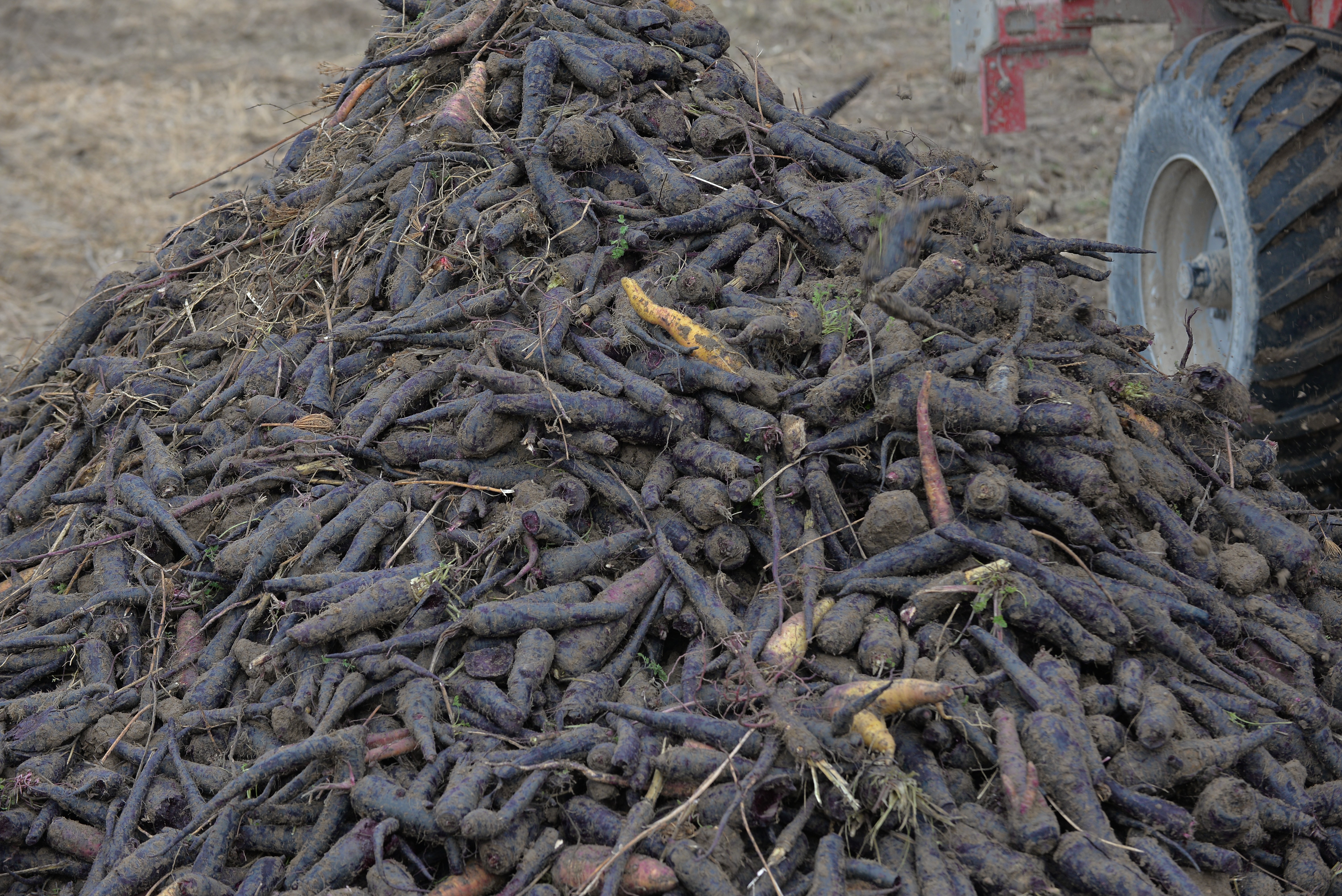 Kayseri’de ilk defa siyah havuç hasadı yapıldı