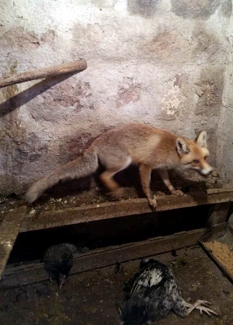 Kümese giren tilki büyük panik yarattı