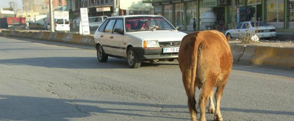 Trafik cezası gelen ineğinin ehliyetini alacak