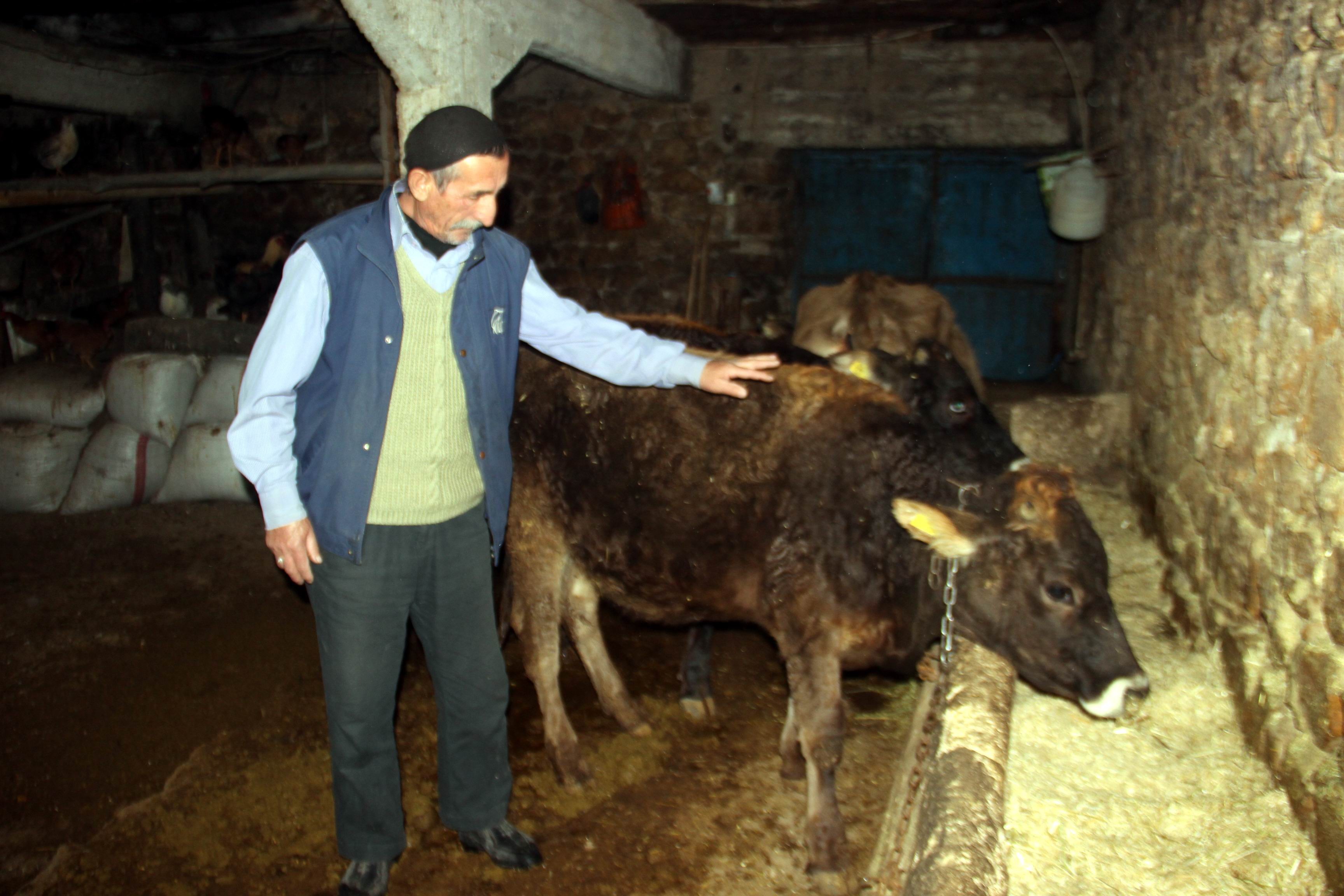 Trafik cezası gelen ineğinin ehliyetini alacak