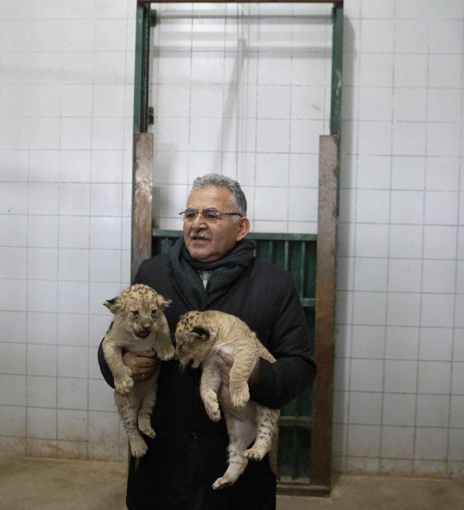 Yavru aslanların ismini vatandaşlar belirleyecek