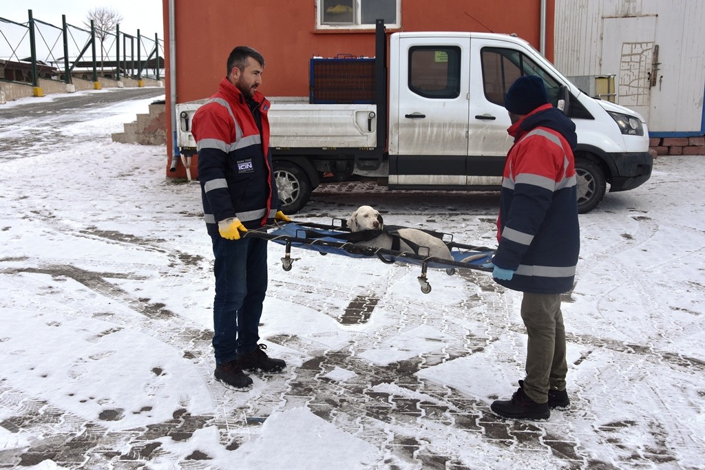 Kocasinan Belediyesi’nden sokak hayvanları için seferberlik