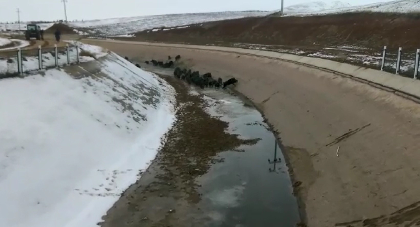 Domuz sürüsünü su kanalında böyle avladılar