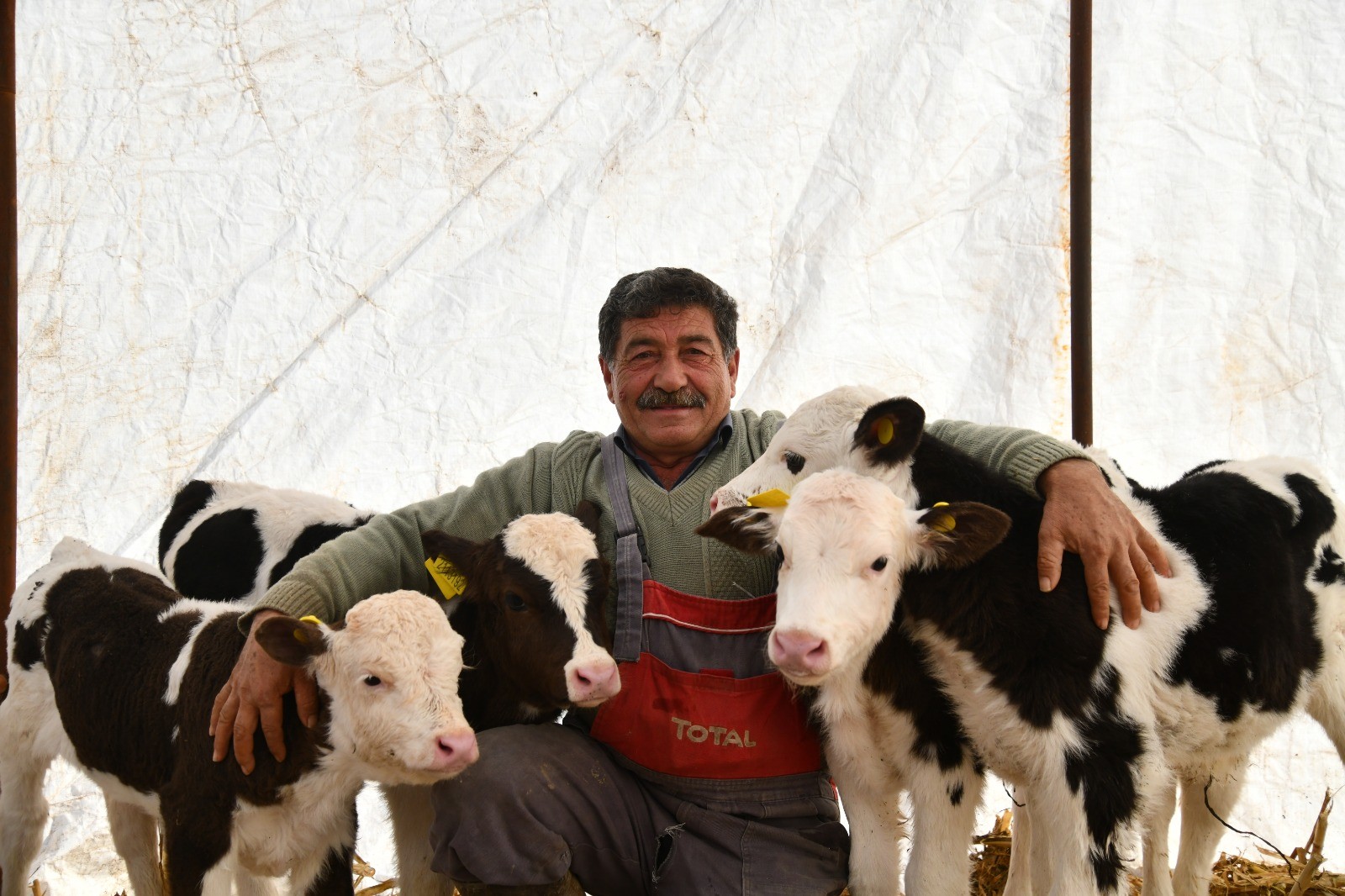 Besicinin çifte ikiz buzağı sevinci