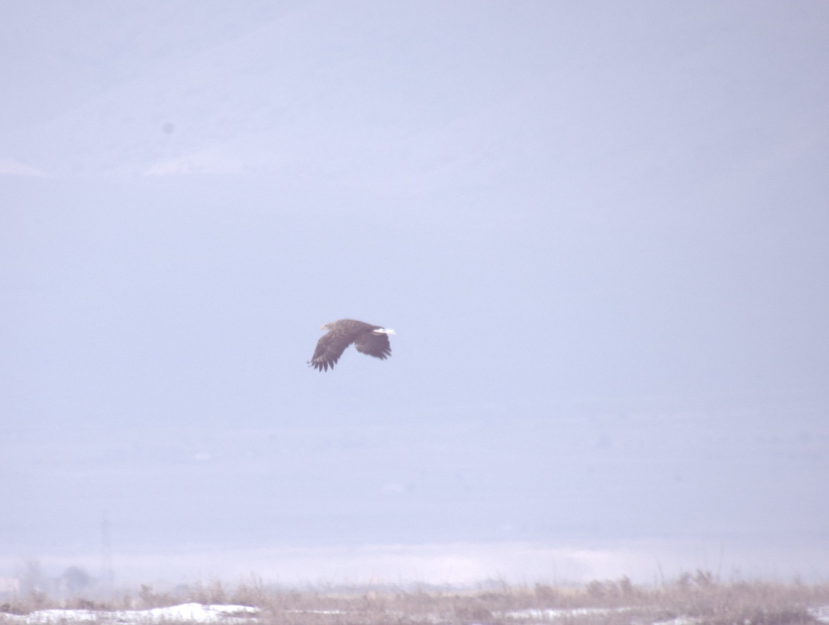 Akkuyruklu kartal Kayseri’de görüntülendi