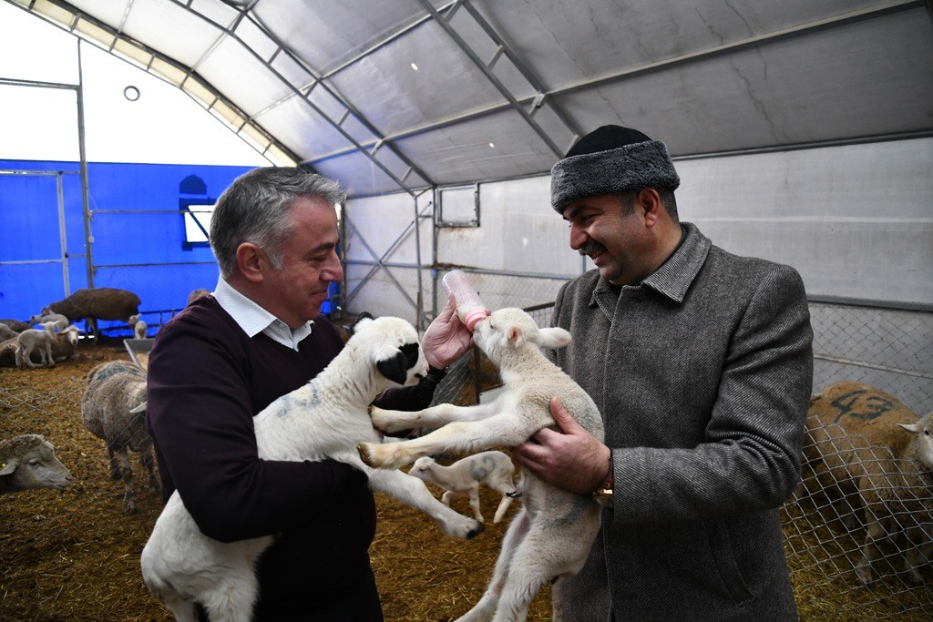Kayseri’de küçükbaş hayvancılıkta mutlu eden gelişmeler