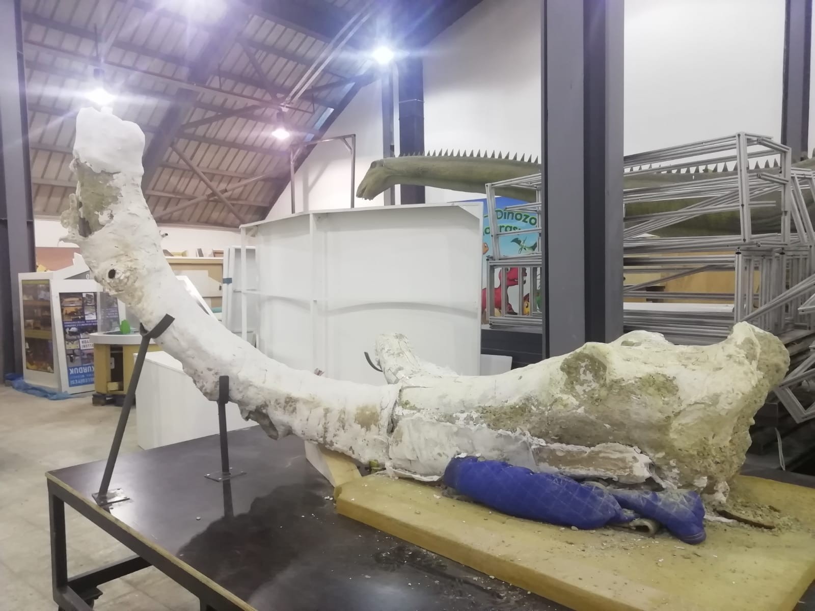 Başoğlu: “Bulunan fil fosillerinden birinin en büyük özelliği dünyanın en büyüğü olması”