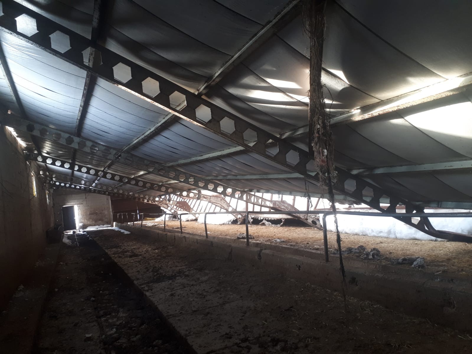 Karın ağırlığına dayanamayan ahırın çatısı çöktü