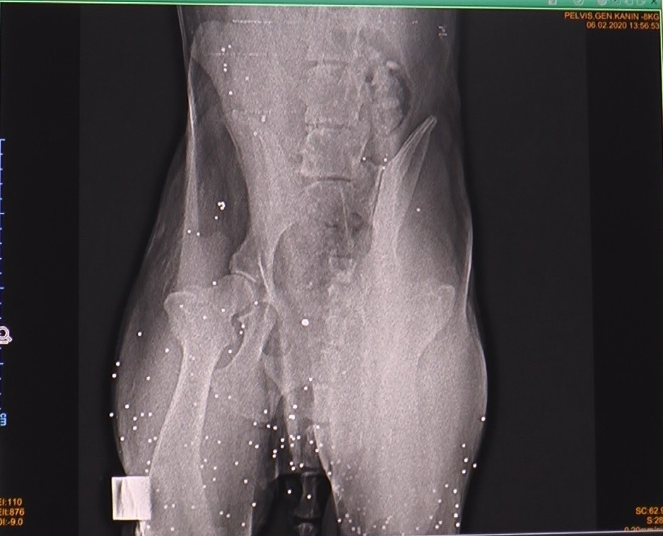 Vücuduna saçma isabet eden köpek kurtarılamadı