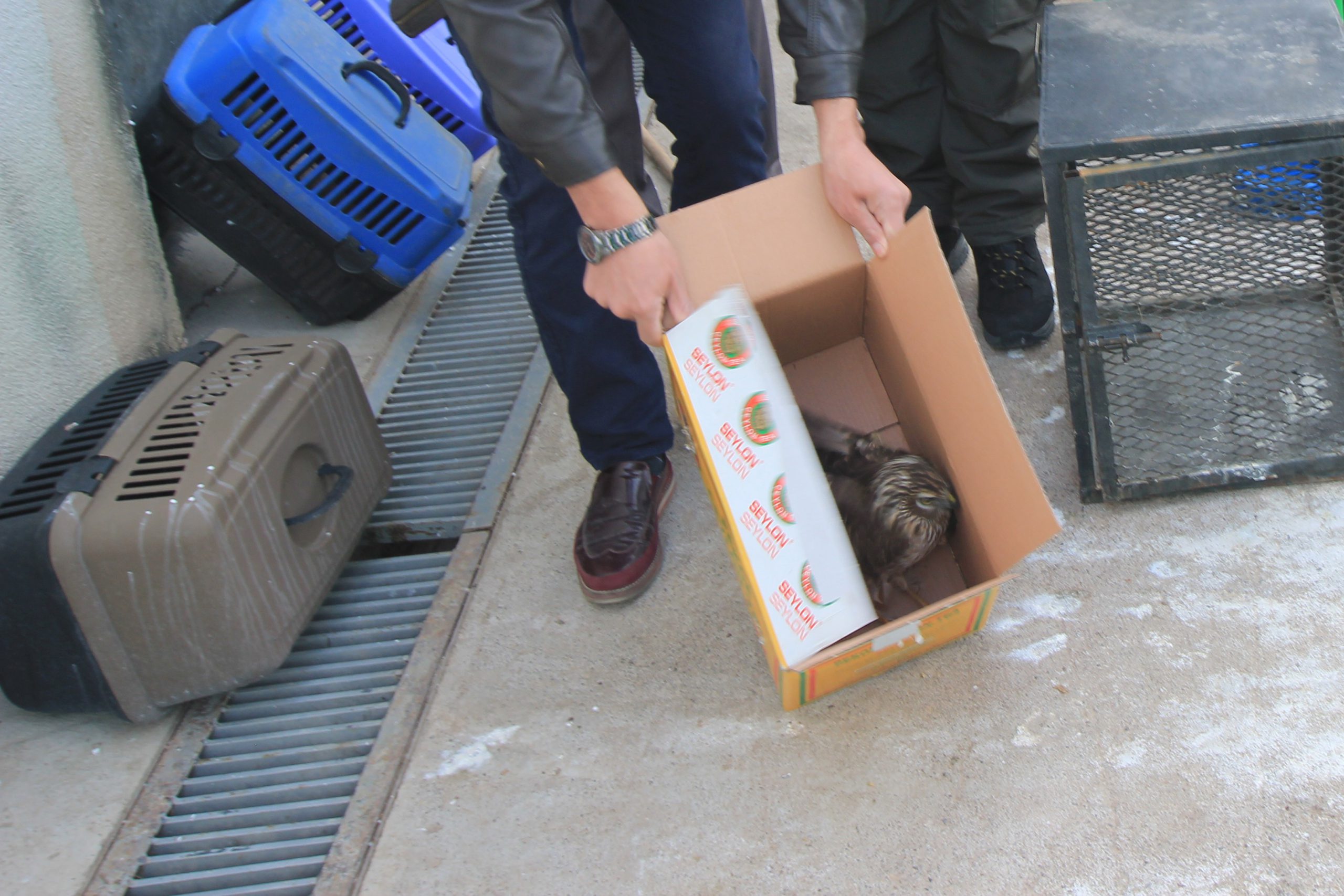 Yaralı hayvanlara hayat eli