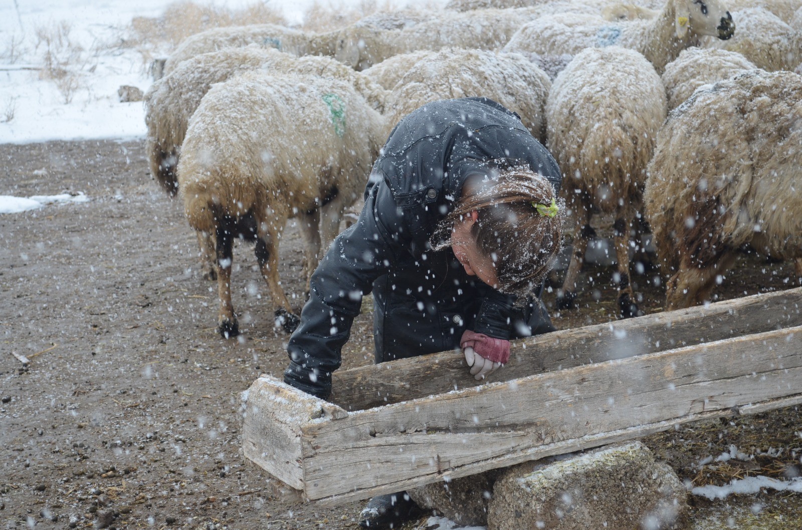 11 yaşındaki Kardelen, korona virüs tatilinde çobanlık yapıyor