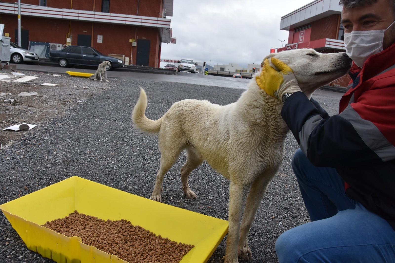 Kocasinan Belediyesi’nden Sokak Hayvanlarına Yem ve Mama Takviyesi
