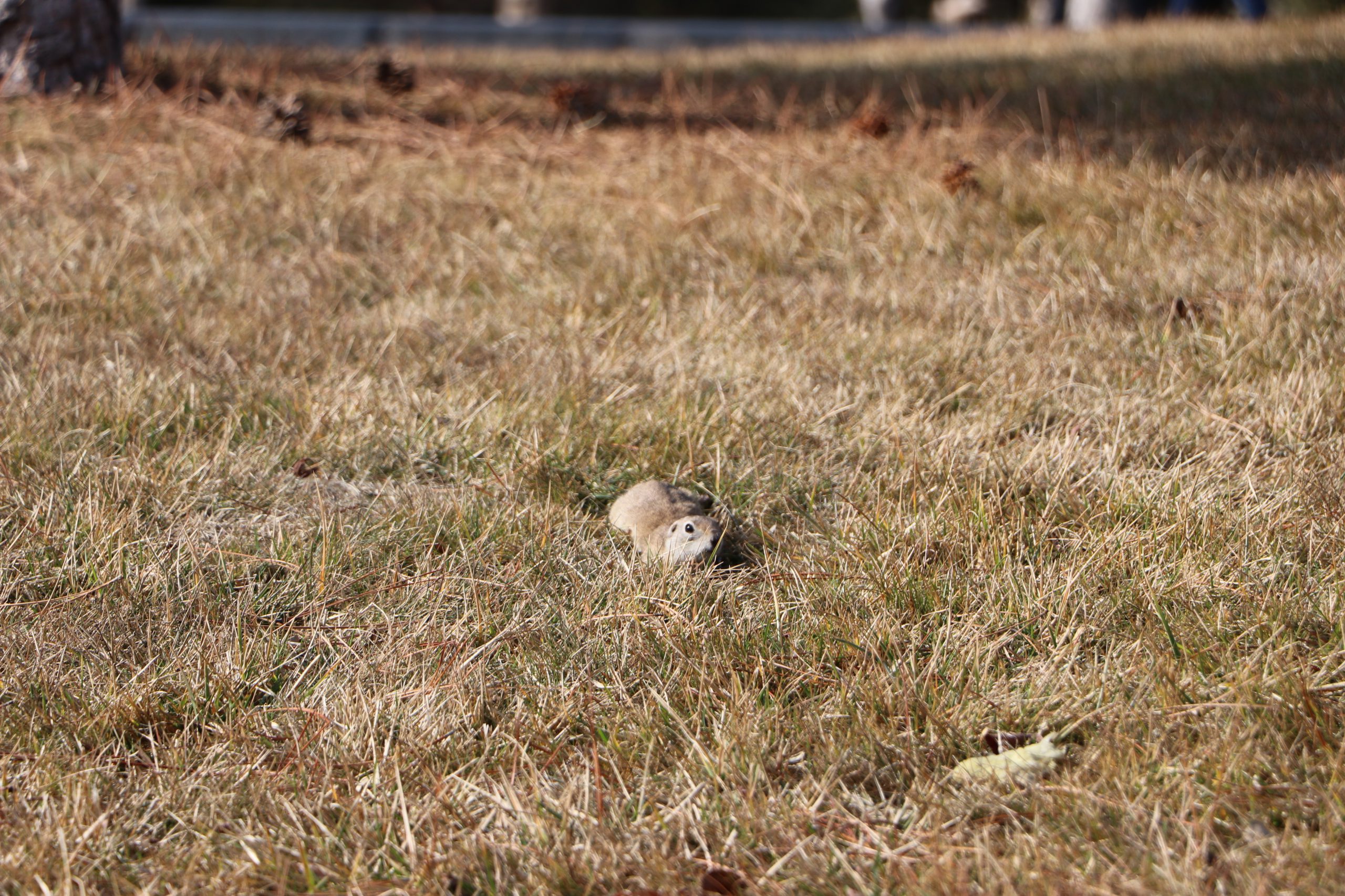 Havalar ısındı, gelengiler ortaya çıktı