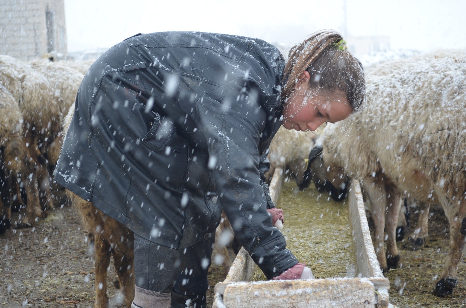 11 yaşındaki Kardelen, korona virüs tatilinde çobanlık yapıyor