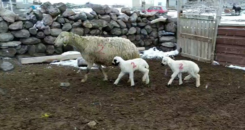 Kuzuların imdadına ‘Numara’ yetişti