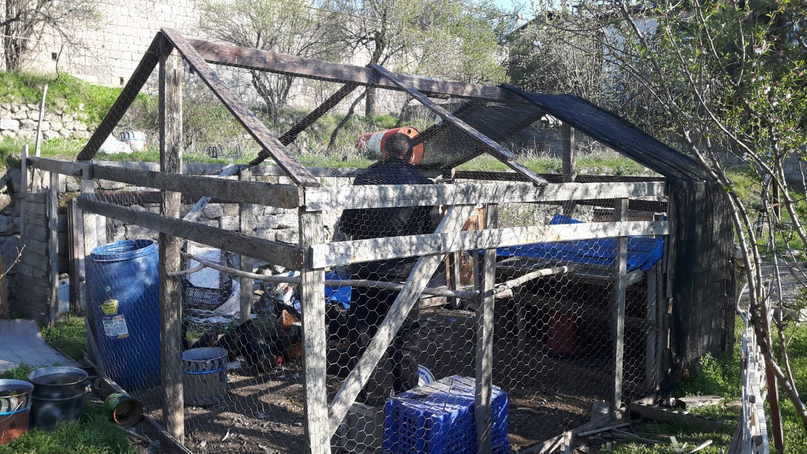 Aç kalan tavuk ve köpeklerini Talas Belediyesi desteğiyle besledi