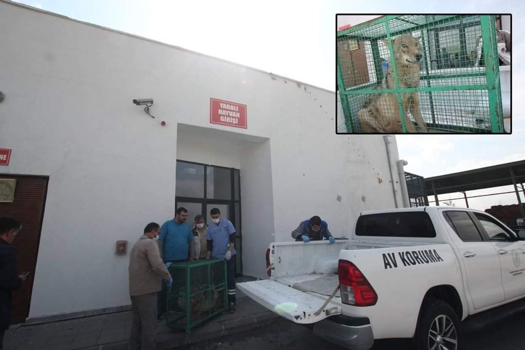 Tedavisi tamamlanan yaralı kurt özgürlüğüne kavuştu