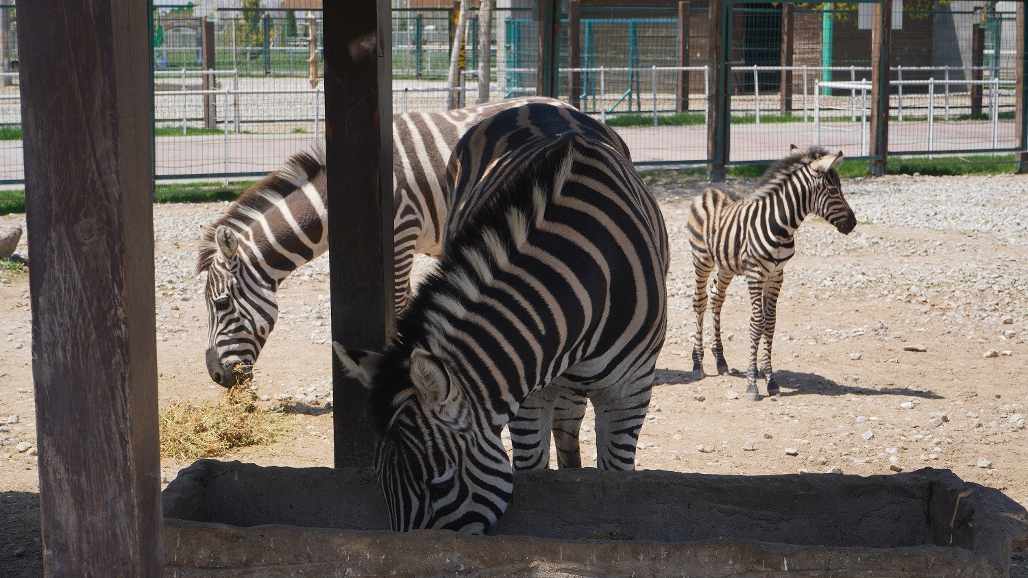 Kayseri Hayvanat Bahçesi’nde yeni zebra dünyaya geldi