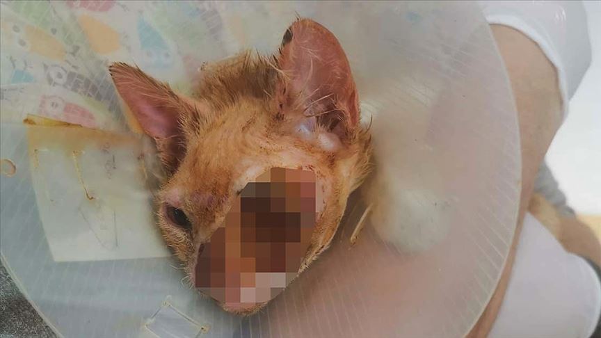 Yüzü yanan ve sol gözünü kaybeden kedi ‘Umut’ yeni yuvasını arıyor