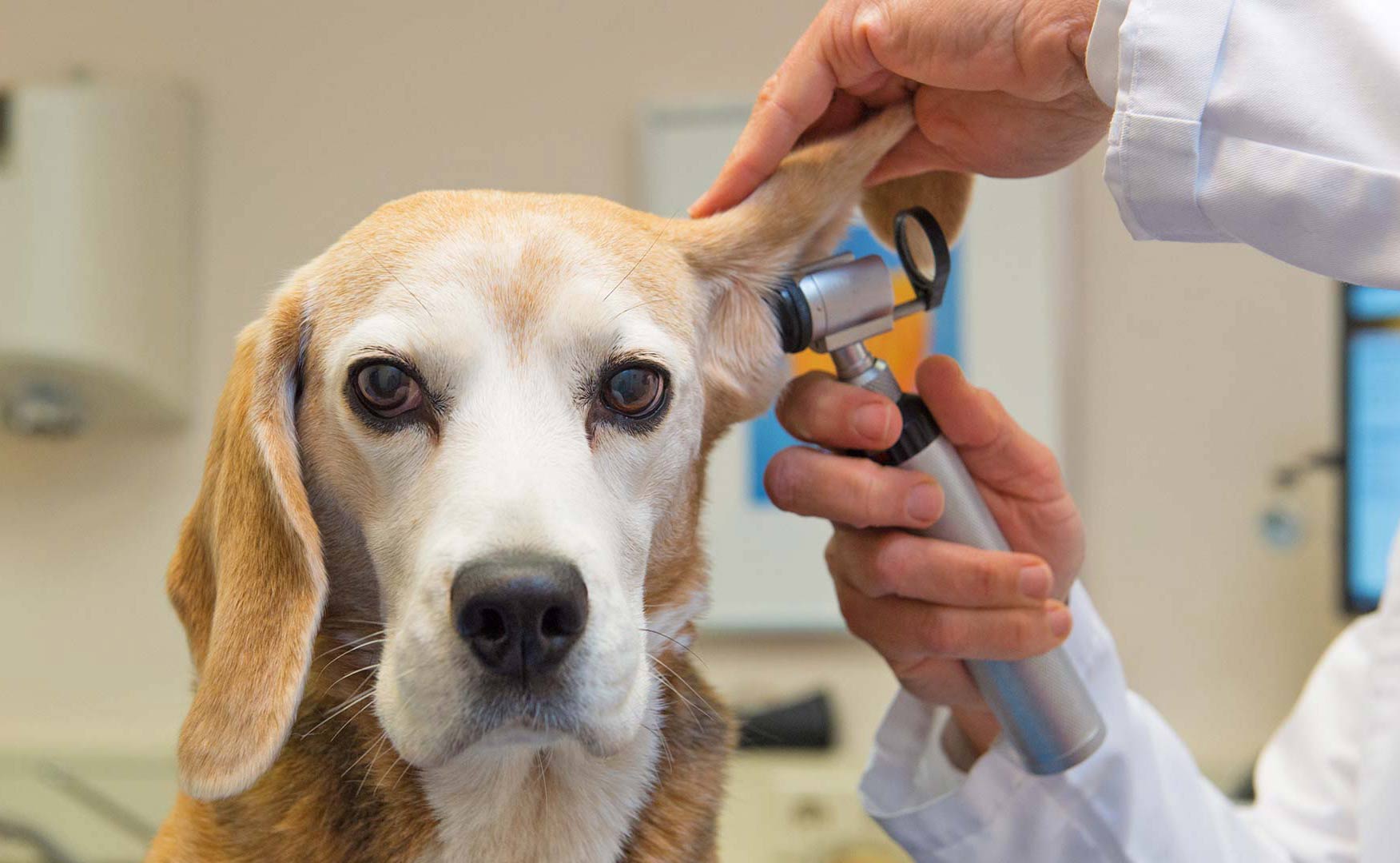 Sokağa çıkma yasağının olduğu 2 günde bu veterinerler çalışacak
