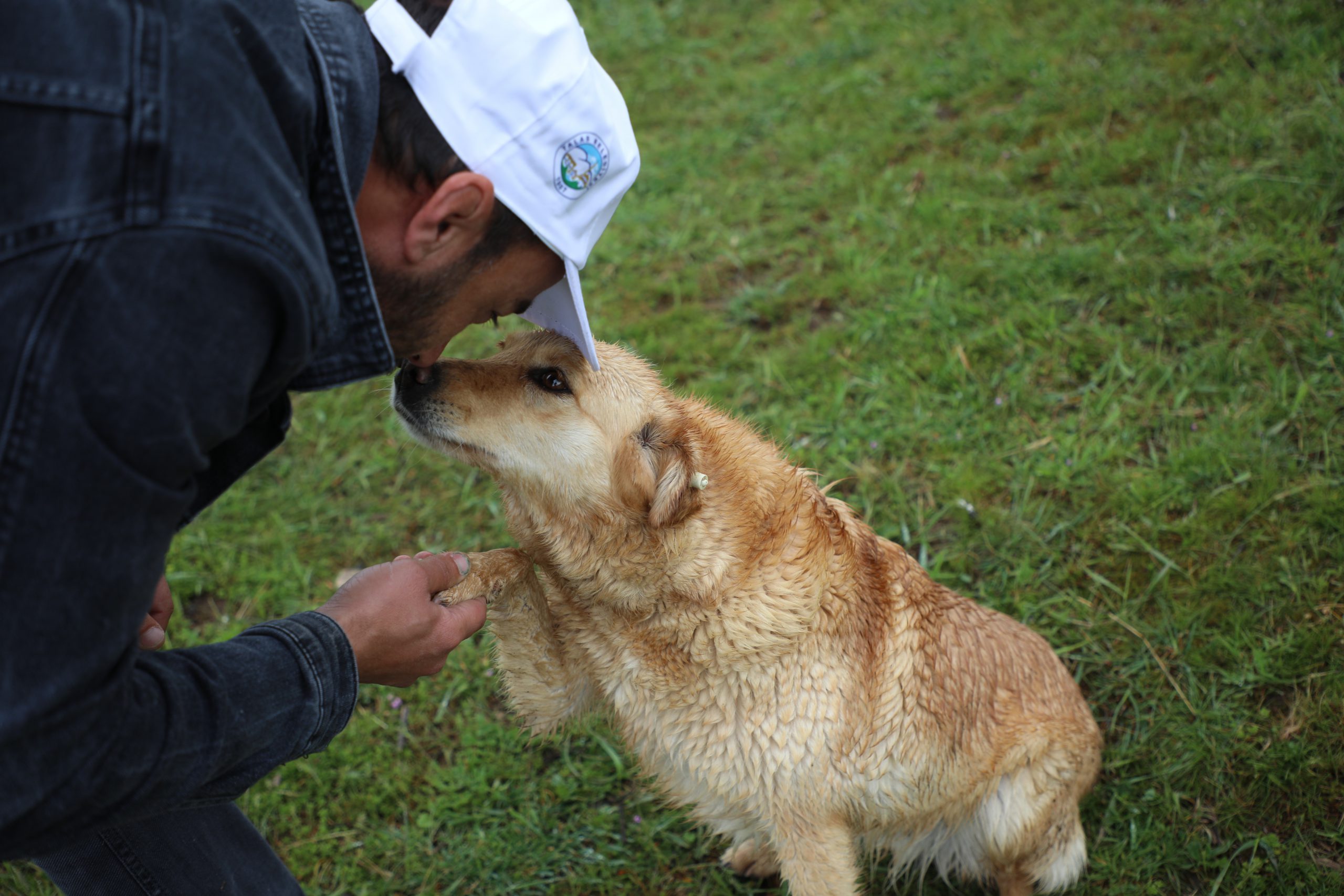 Sokak hayvanlarını özel ekip besliyor