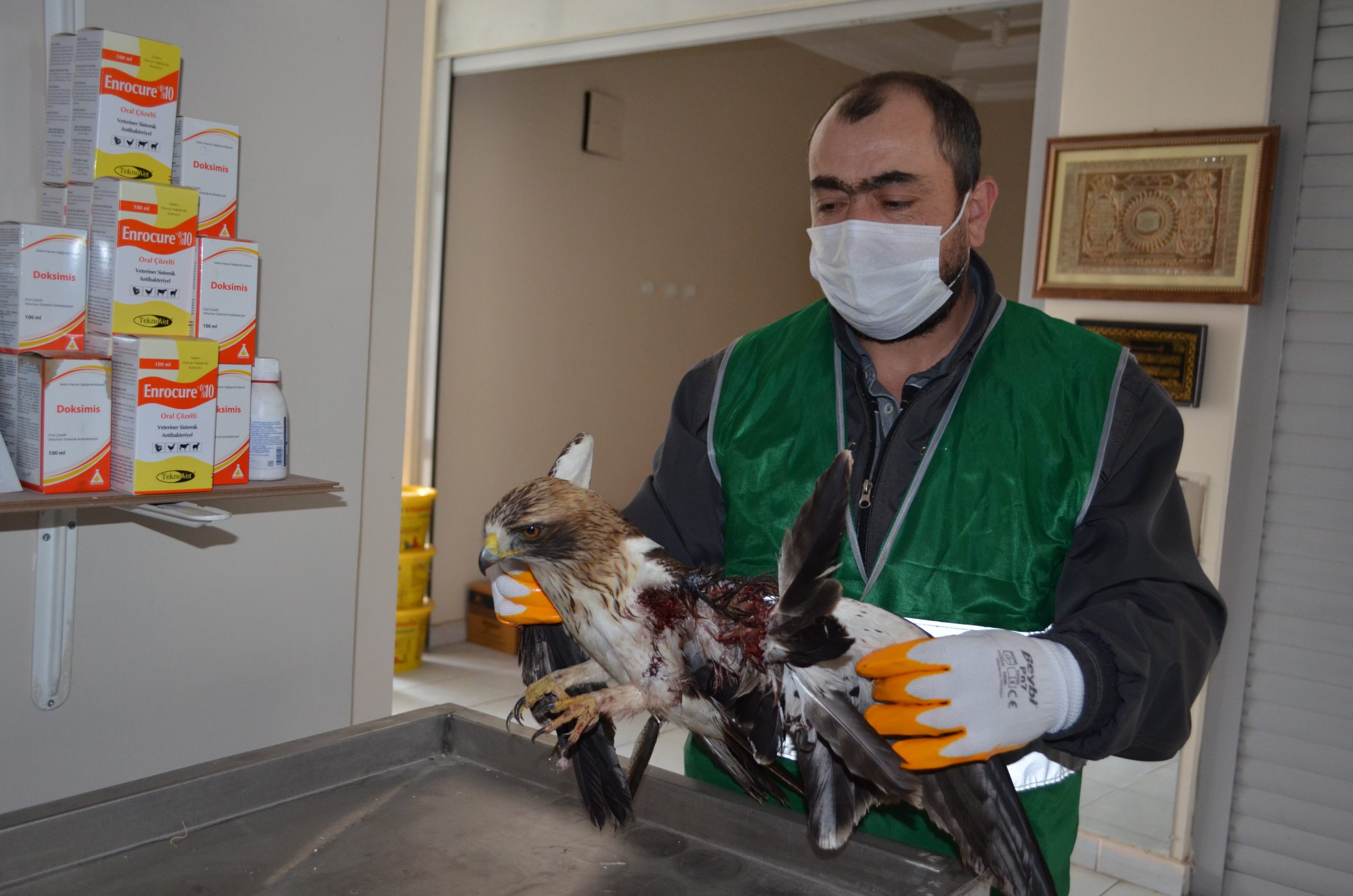 Yaralı şahine Bünyan Belediyesi sahip çıktı