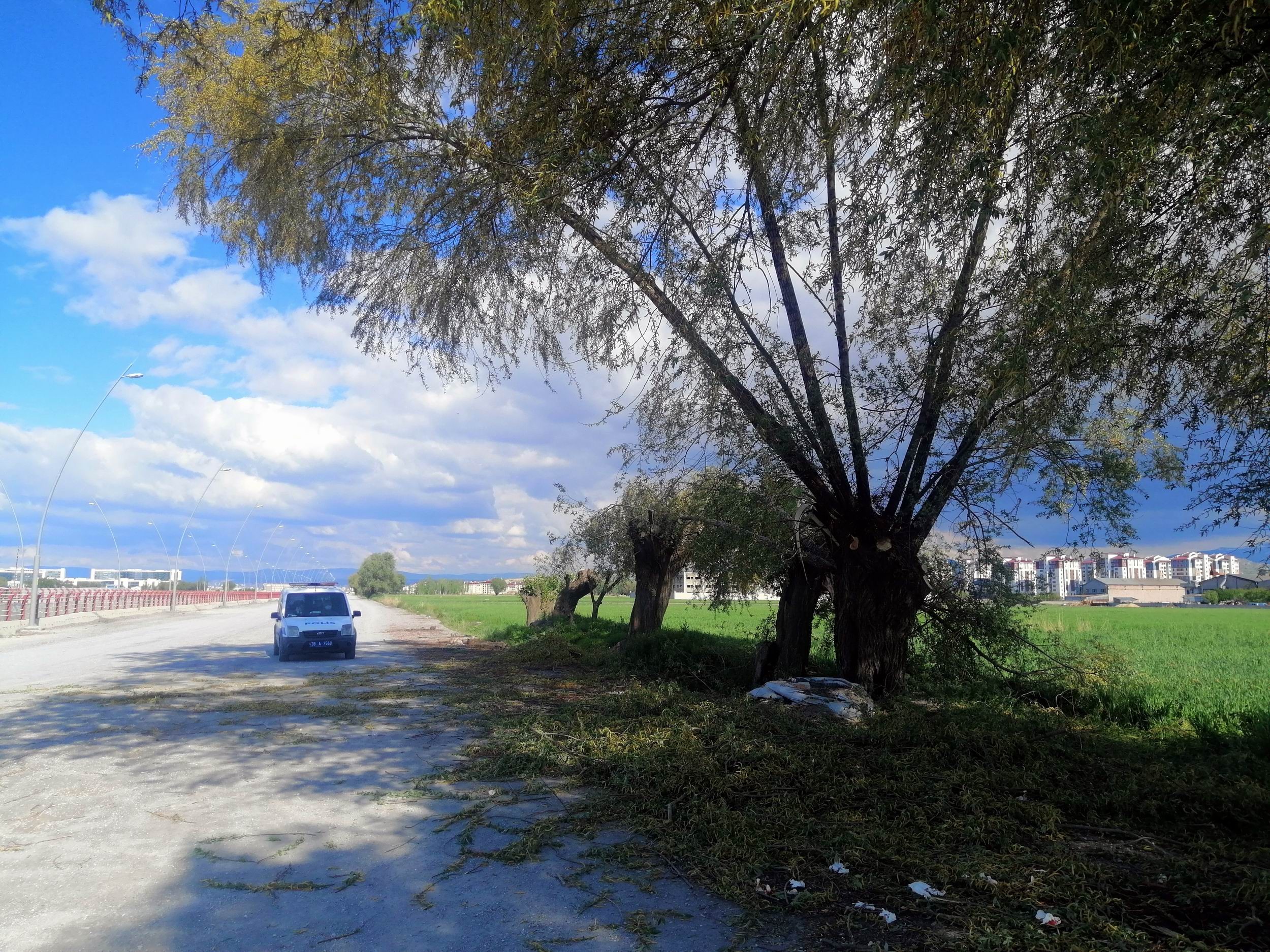 Budadığı ağaçtan düşen şahıs yaralandı