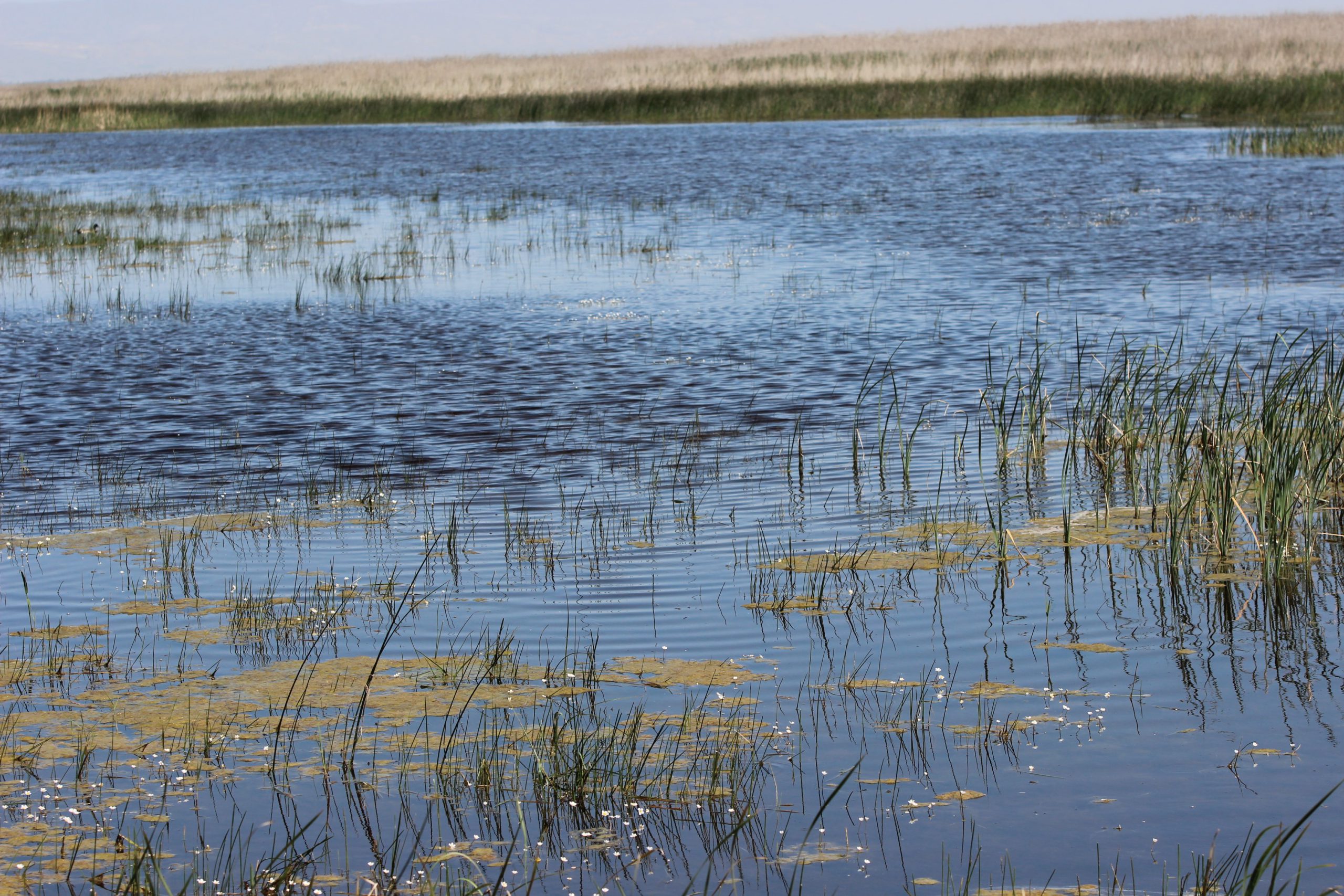 Kayseri’de ‘Sultan Sazlığı’ mutluluğu