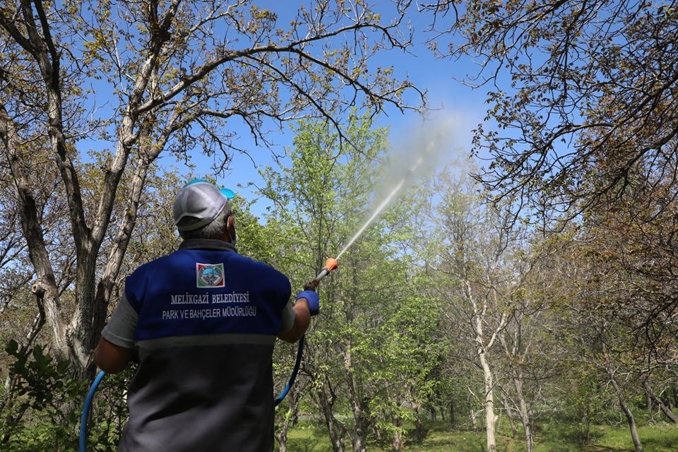 Gesi’de ceviz ağaçları ilaçlandı
