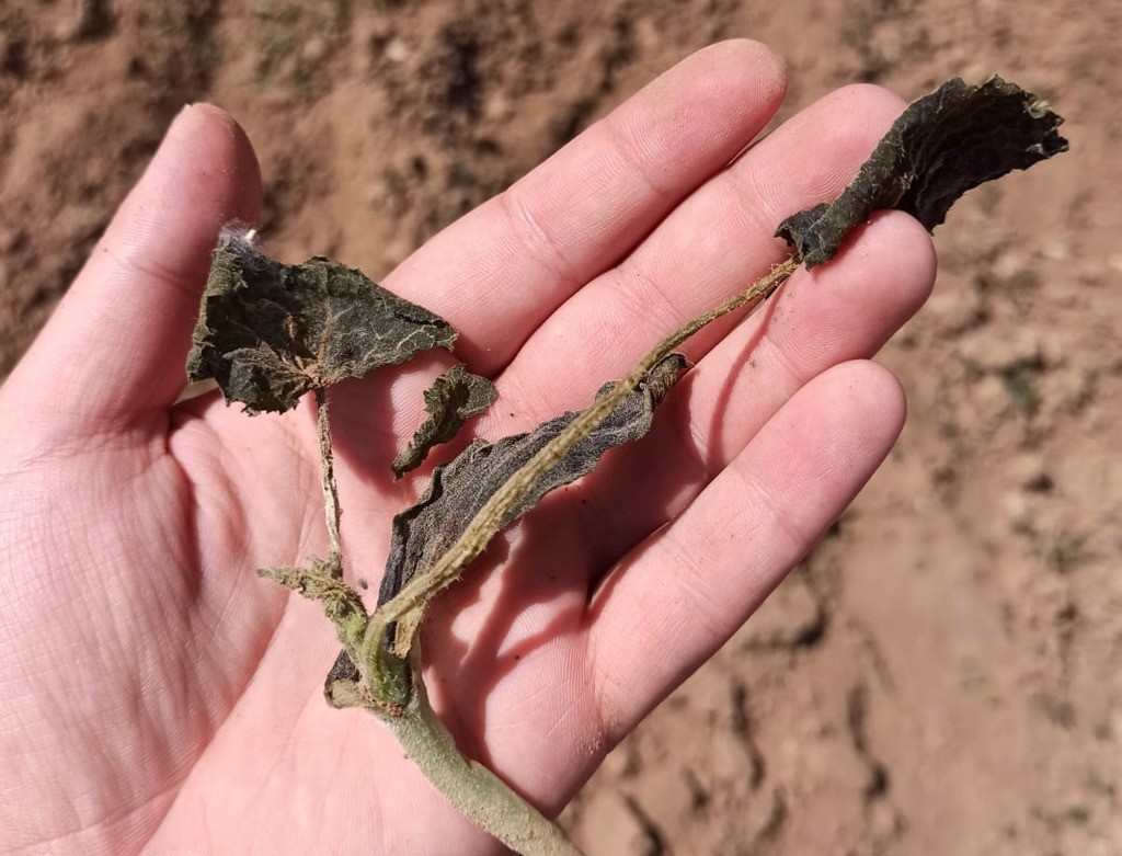 Zirai don TARSİM’in önemini ortaya çıkardı