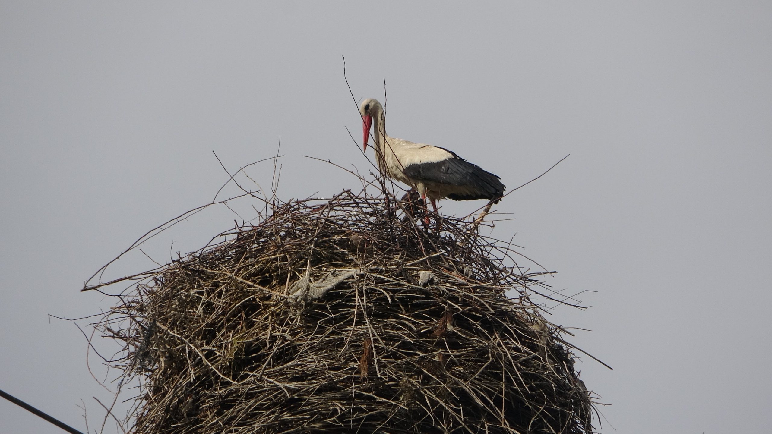 Elektrik direğine yuva yapan leylek ailesi dikkat çekiyor