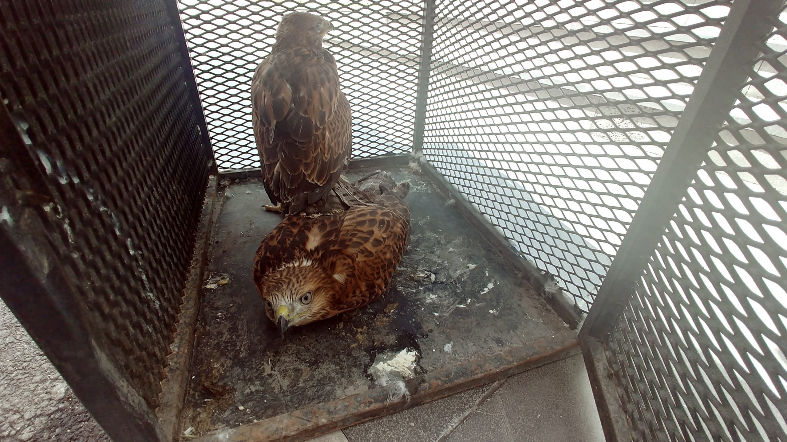 Yaralı Kızıl Şahinler emin ellerde