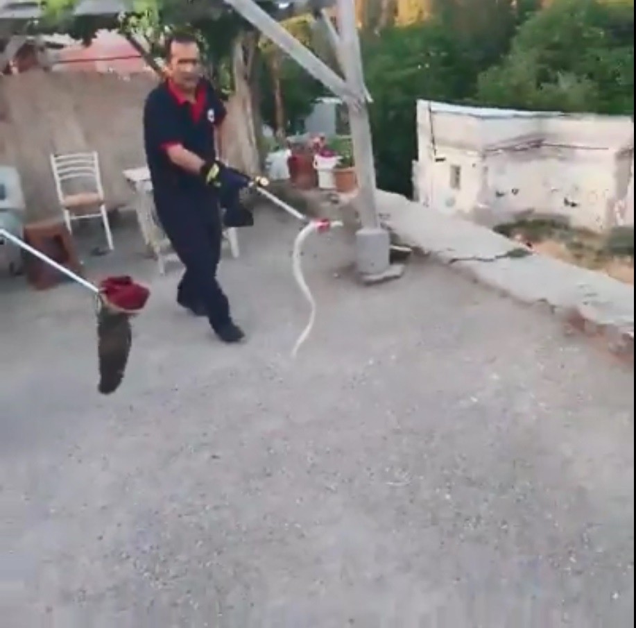 Yılan avcıları iş başında