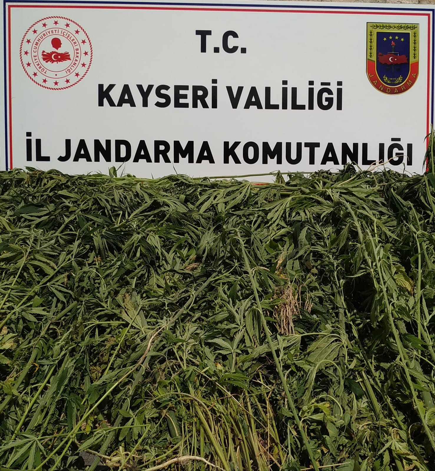 Kayseri’de bin 708 kök kenevir ele geçirildi